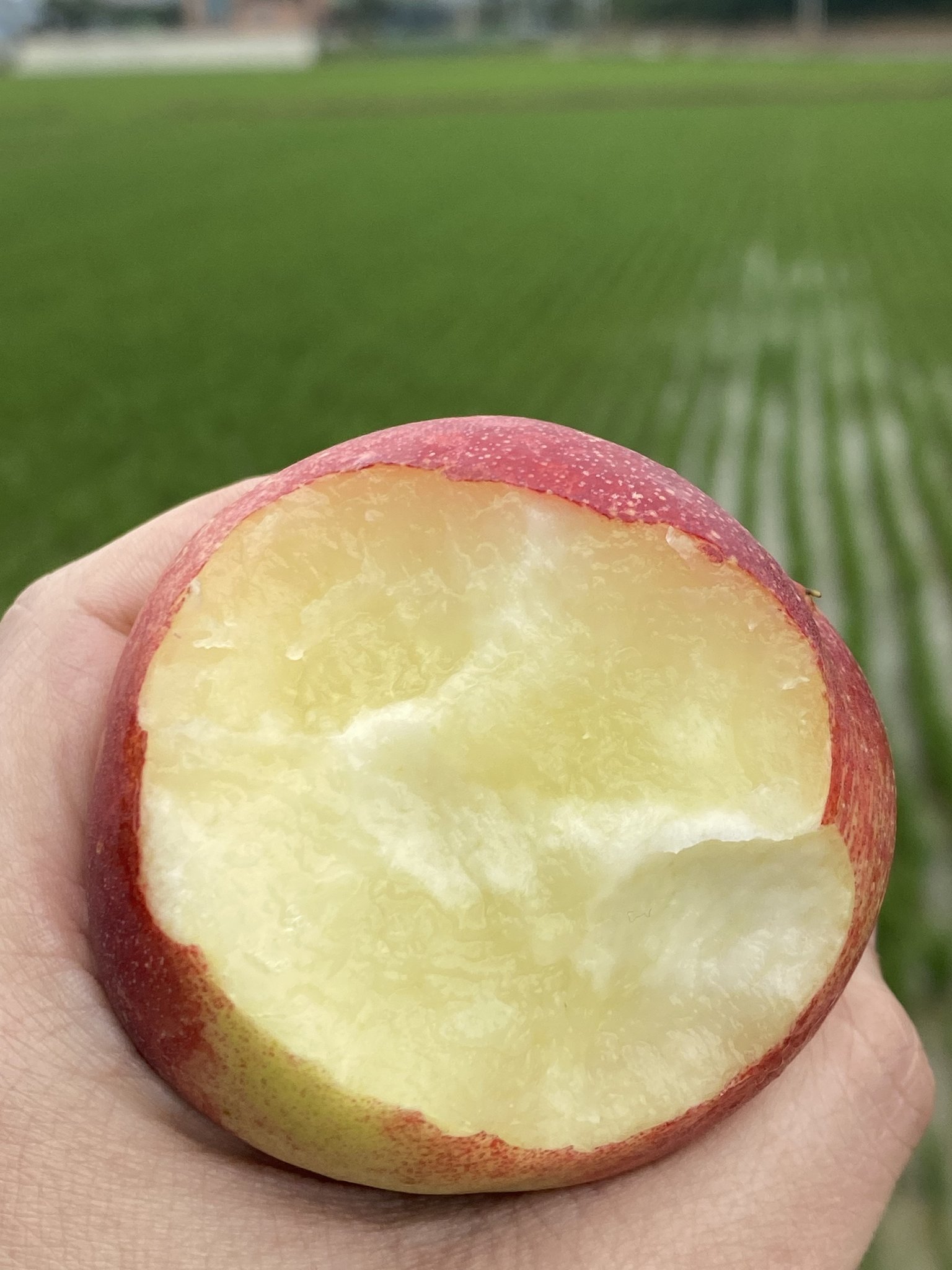 복숭아 신비복숭아 납작복숭아 하우스 대극천 거반도 빅숭아 천도 신선 백도 말랑이 딱딱이 상세 이미지 2