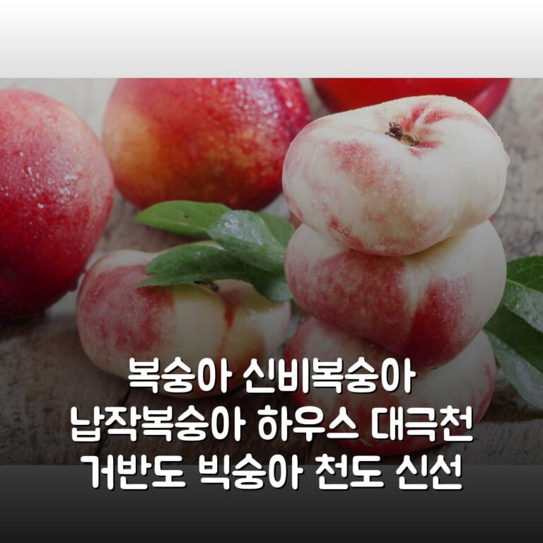 복숭아 신비복숭아 납작복숭아 하우스 대극천 거반도 빅숭아 천도 신선 백도 말랑이 딱딱이 내돈내산 후기!