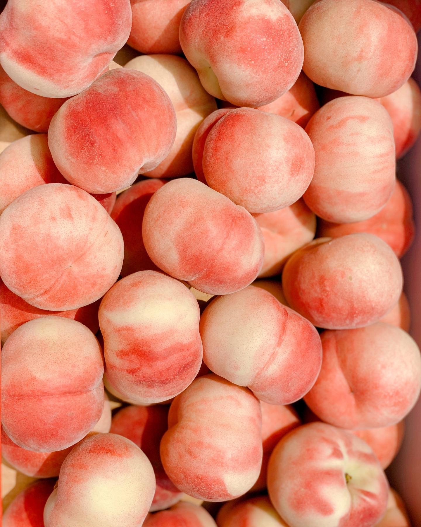 복숭아 신비복숭아 납작복숭아 하우스 대극천 거반도 빅숭아 천도 신선 백도 말랑이 딱딱이 상세 이미지 1